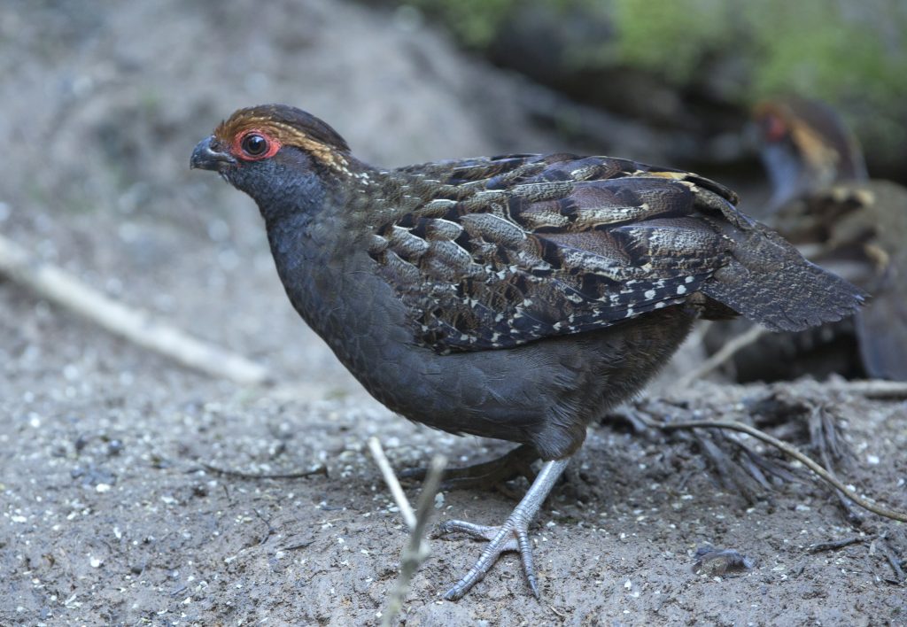 Parque das Aves uru-do-sudeste